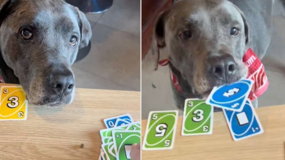 Illustration : Ces 2 chiens sont devenus des joueurs de Uno aguerris grâce à l’apprentissage dispensé par leur maîtresse et à sa patience (vidéo)