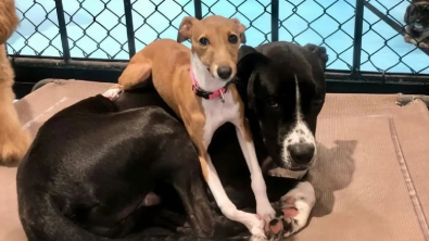 Illustration : À la pension canine, cette chienne fait sa sieste sur ses copains et met à l’aise les chiens craintifs