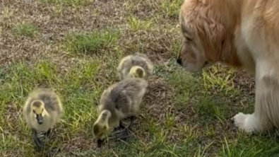Illustration : "« La meilleure vidéo de 2 minutes de ma journée ! », cette Golden Retriever devient la maman adoptive de 3 oies orphelines (vidéo)"