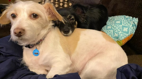 Illustration : « Tout le monde suit Frankie partout », cette chienne, doyenne d’une belle famille, a endossé le rôle d’ambassadrice pour ses congénères (vidéo)