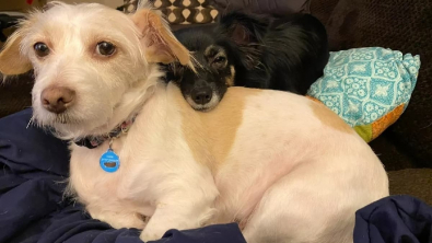 Illustration : "« Tout le monde suit Frankie partout », cette chienne, doyenne d’une belle famille, a endossé le rôle d’ambassadrice pour ses congénères (vidéo)"