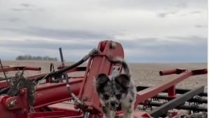 Illustration : "Le chien de ferme de cette propriété est sans doute le plus surprenant, en raison de sa taille (vidéo)"