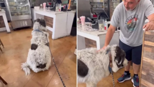 Illustration : "Une profonde amitié est née entre un Patou et un restaurateur grâce à un pain au fromage (vidéo)"