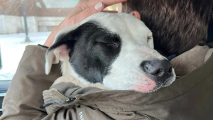 Illustration : "Un chien errant découvert seul et transi de froid se sent enfin en sécurité dans les bras de sa sauveuse"