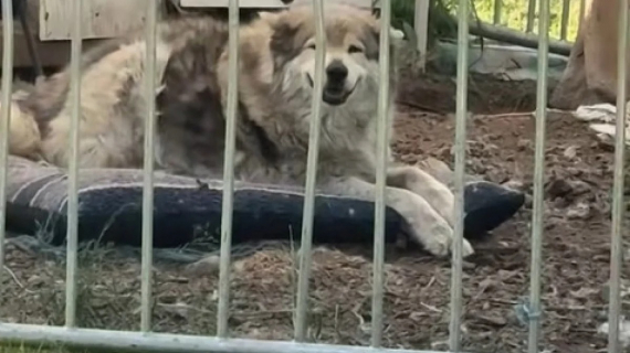 Illustration : Cette chienne de 14 ans, aveugle et sourde, reconnaît sa maîtresse sans avoir besoin de la voir ou de l’entendre (vidéo)