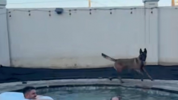 Illustration : Ces 2 Malinois prennent leur rôle de sauveteur à coeur en surveillant la fête familiale qui se tient dans la piscine (vidéo)