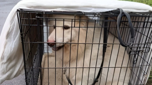 Illustration : "Abandonné dans une cage devant un refuge, ce chien trouvé par les bénévoles venus travailler espère un nouveau départ"