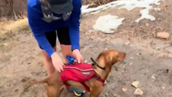 Illustration : Cette jeune femme confie la plus importante des missions à sa chienne afin d’annoncer une grande nouvelle à ses amies (vidéo)