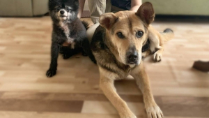 Illustration : "Cette femme craque pour son tout premier chien hébergé en tant que famille d’accueil et décide de l’adopter"