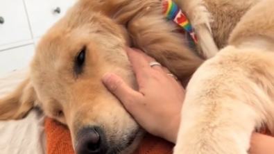 Illustration : "Ce chien de thérapie prend sa retraite à cause d’une maladie, mais continue de veiller sur sa maîtresse comme il l’a toujours fait (vidéo)"