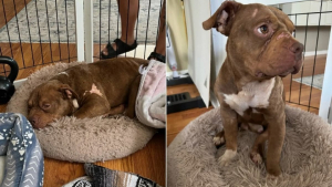 Illustration : "Ce couple rentré de vacances découvre la présence inattendue d’un chien dans son jardin et décide de l’aider"