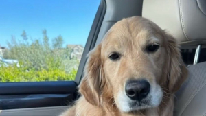 Illustration : "Un Golden Retriever profite de longues séances de jeu aussi amusantes qu’attendrissantes avec des poules (vidéo)"