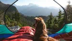 Illustration : "15 chiens heureux de randonner avec leurs humains préférés"