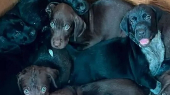 Illustration : Abandonnés au milieu des ordures, ces 8 chiots déshydratés et infestés de puces découvrent enfin l’amour