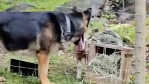 Illustration : "Ce Berger Allemand curieux et charmeur ne résiste pas à l’envie de se lier d’amitié avec les nouvelles chèvres de la ferme (vidéo)"