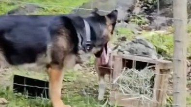 Illustration : "Ce Berger Allemand curieux et charmeur ne résiste pas à l’envie de se lier d’amitié avec les nouvelles chèvres de la ferme (vidéo)"