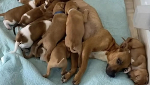 Illustration : "Cette chienne errante, maman d’une portée de chiots hors norme, surmonte sa peur des humains pour sauver ses bébés"