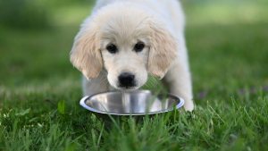 Illustration : "Alimentation du chien, comment choisir des repas sains et adaptés à ses besoins"