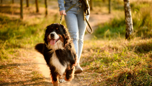 Illustration : "Mon chien fugue ou s’éloigne trop en balade, comment assurer sa sécurité ?"