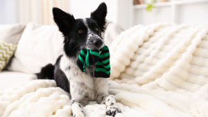 Illustration : "Les accidents domestiques les plus fréquents chez le chien"