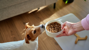 Illustration : "Décrypter la composition des croquettes et faire le bon choix pour son chien"