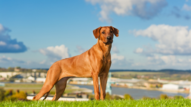 Rhodesian Ridgeback : histoire, caractéristiques, éducation et coût